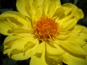 Yellow Dahlia, copyright Janet Hovde
