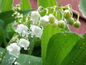 Lily of the Valley Copyright 2015 by Janet Hovde